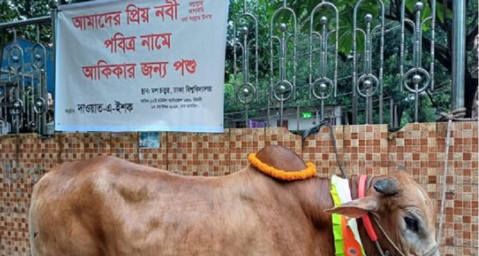 এবার ঈদে মিলাদুন্নবী উপলক্ষে মহানবীর নামে আকিকা দেবেন ঢাবি শিক্ষার্থীরা