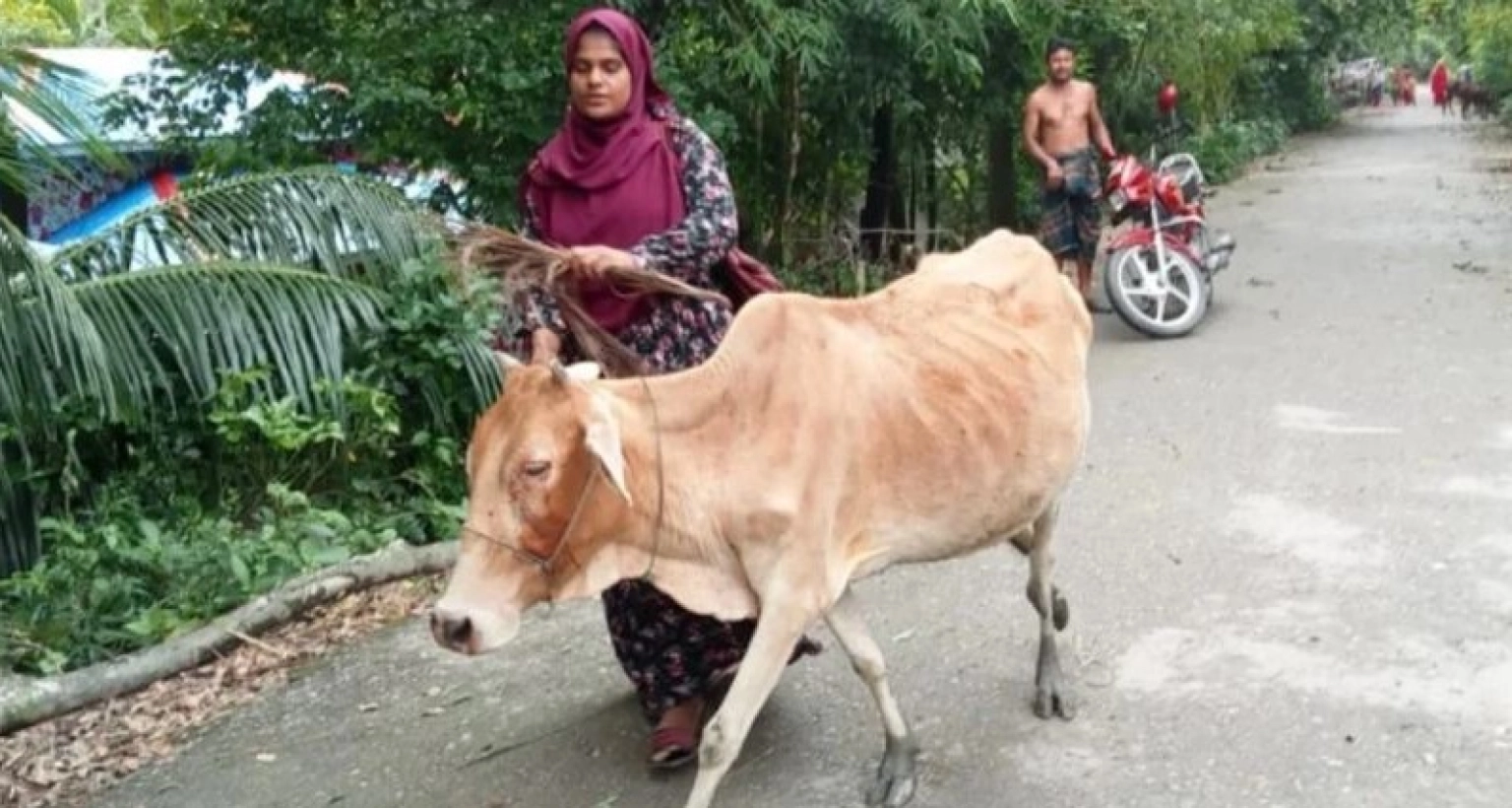  চিৎকার করছে গাভীটির ৪ মাসের বাচ্চা, কিস্তির টাকা না পেয়ে গাভীটি নিয়ে গেলেন এনজিওকর্মী