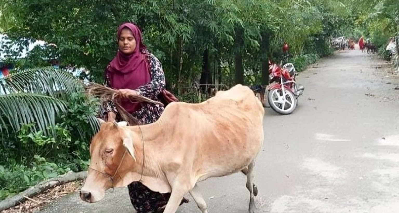 শেষ পর্যন্ত চাকরি গেল কিস্তির টাকা না পেয়ে গরু নিয়ে যাওয়া সেই এনজিওকর্মীর