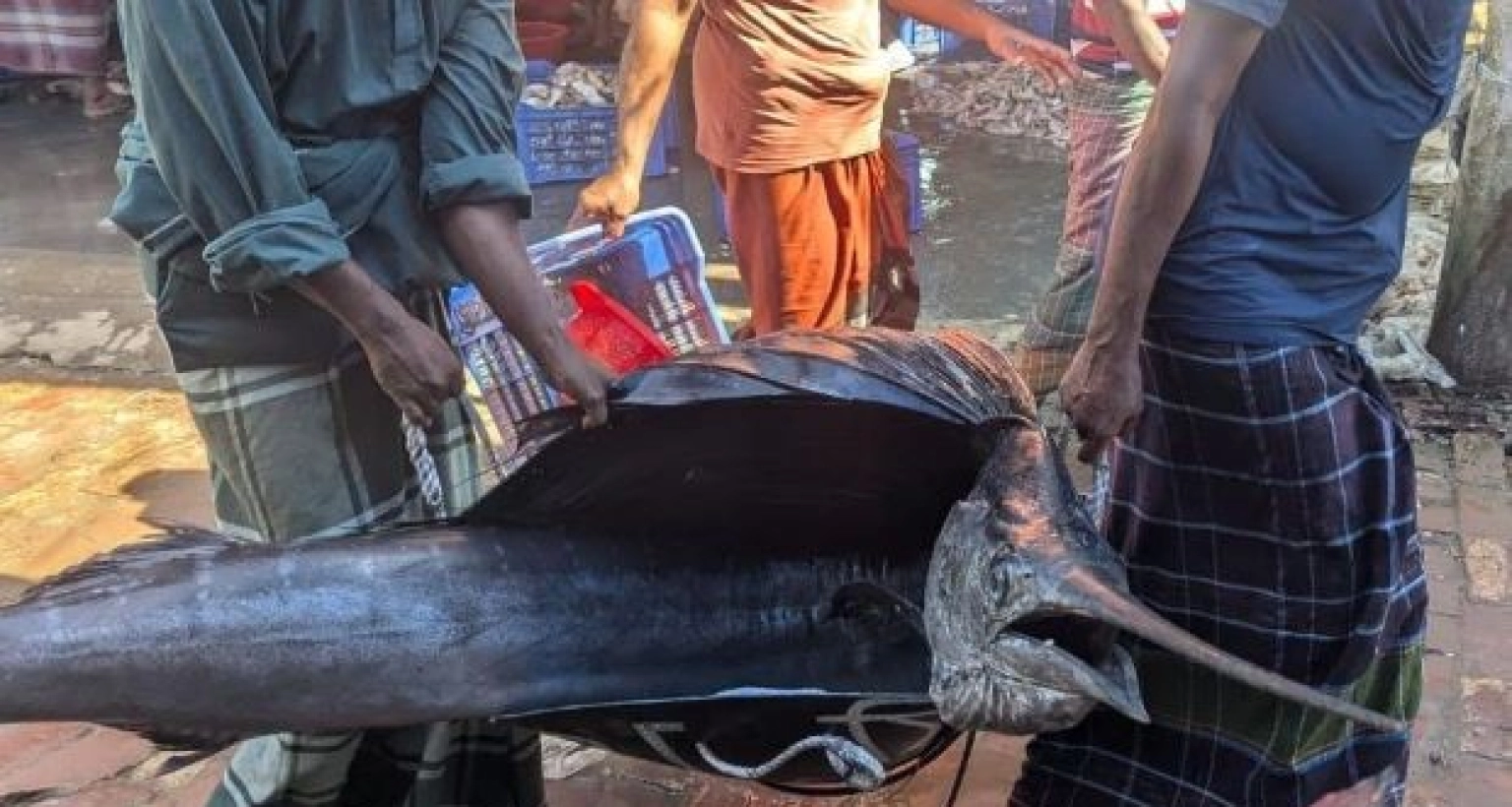 ৪৬ কেজি ওজনের পাখি মাছ বিক্রি হলো যত টাকায়