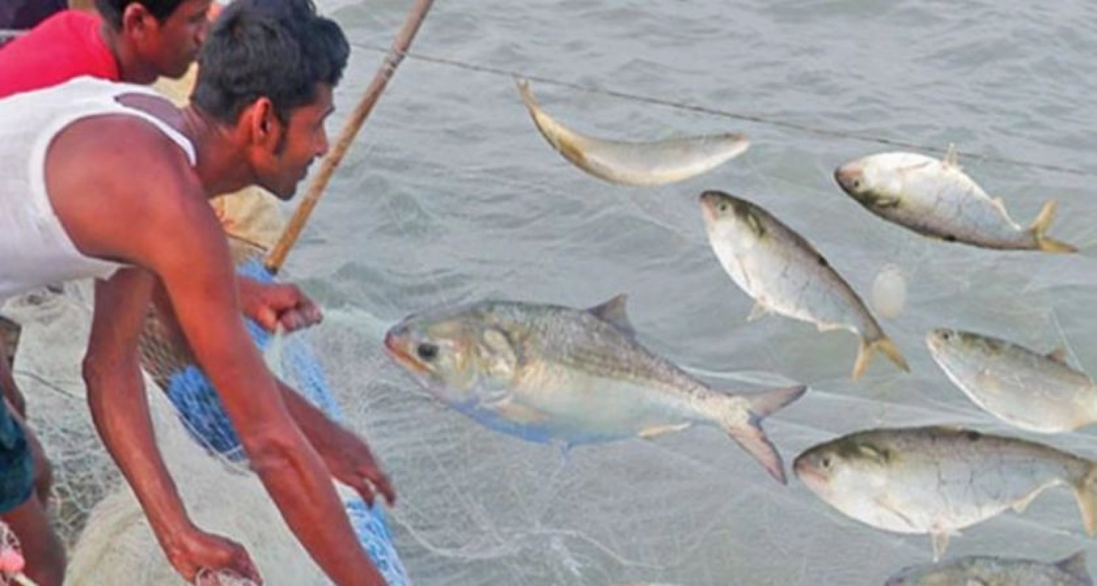 নদ-নদীতে বেড়েছে ইলিশ আহরণ, খুলনায় কেজি কত হলো জানেন?