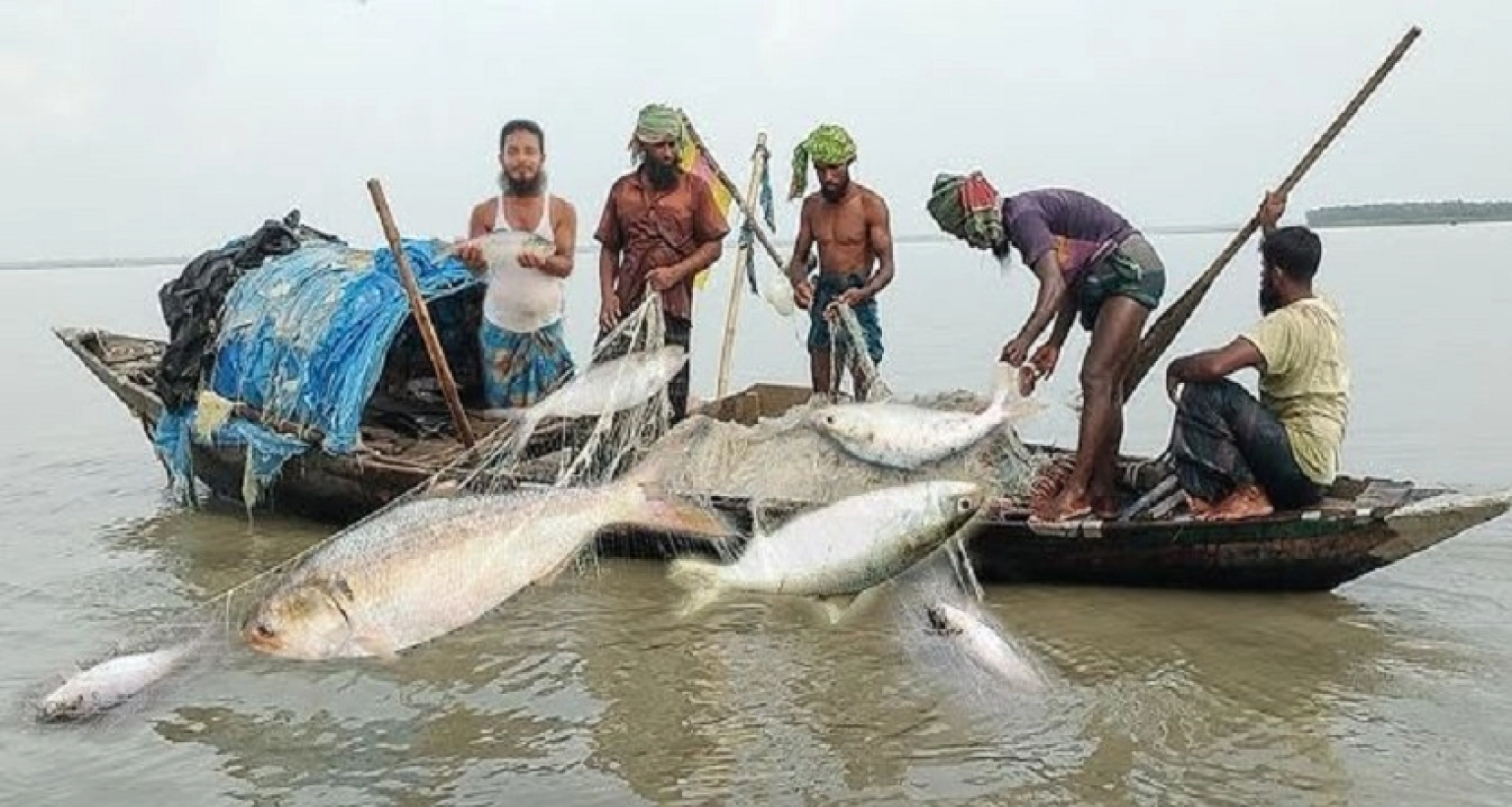 আজ মধ্য রাত থেকে ২২ দিন ইলিশ মাছ ধরা বন্ধ