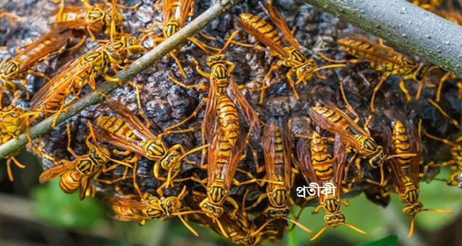 ভিমরুলের কামড়ে মসজিদের এক ইমাম ও তাঁর দুই শিশু সন্তানের মৃত্যু