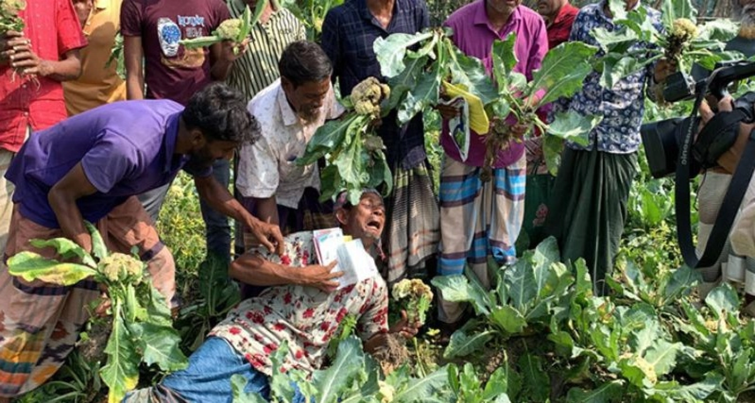 ফুলকপি খেতেই গড়াগড়ি করতে করতে জ্ঞান হারিয়ে ফেললেন কৃষক