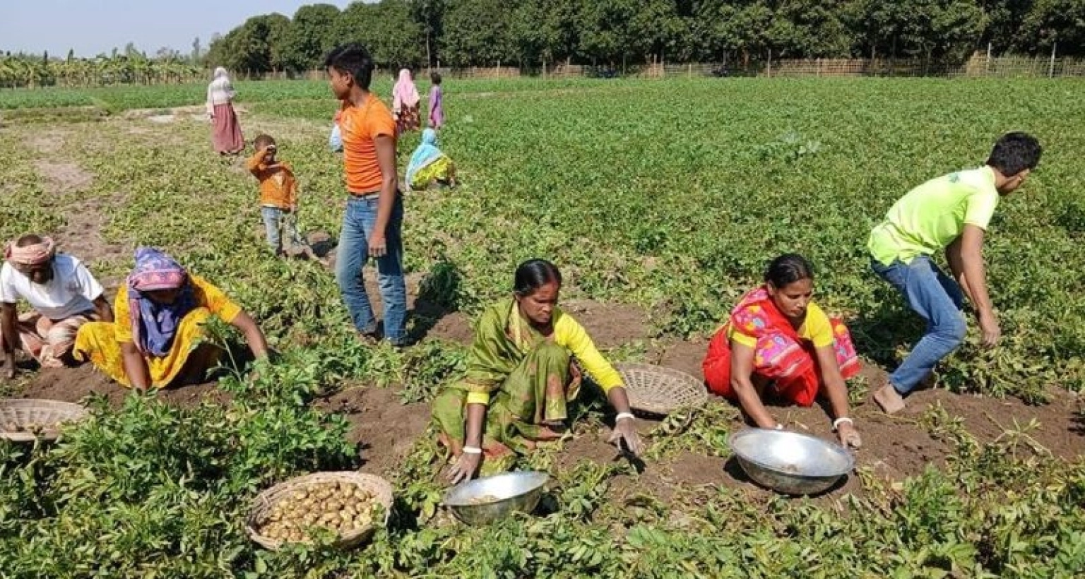 দারুণ খুশি আলু চাষিরা