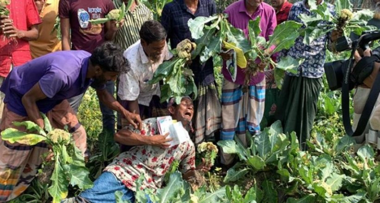 ফুলকপি খেতেই গড়াগড়ি করতে করতে জ্ঞান হারিয়ে ফেললেন কৃষক