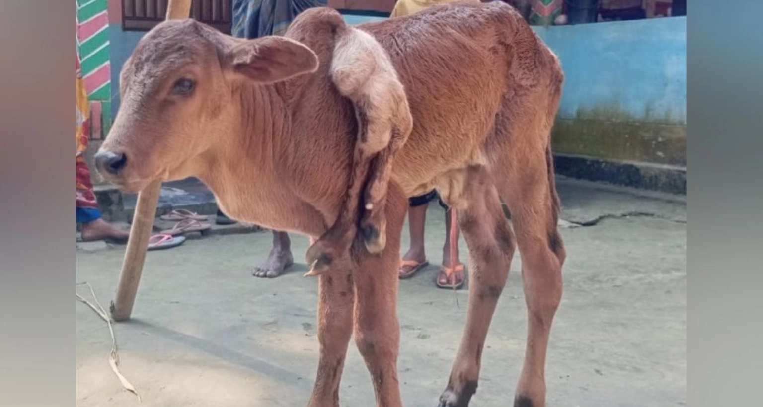 ৬ পা বিশিষ্ট বিরল প্রকৃতির বাছুরের জন্ম