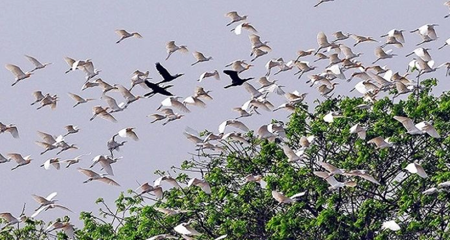 শীতের আগমনী বার্তা নিয়ে সাগর চরে নাম না জানা অতিথি পাখি হাজির!