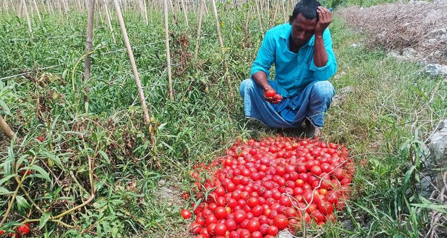 টমেটোর কেজি মাত্র ১ টাকা!