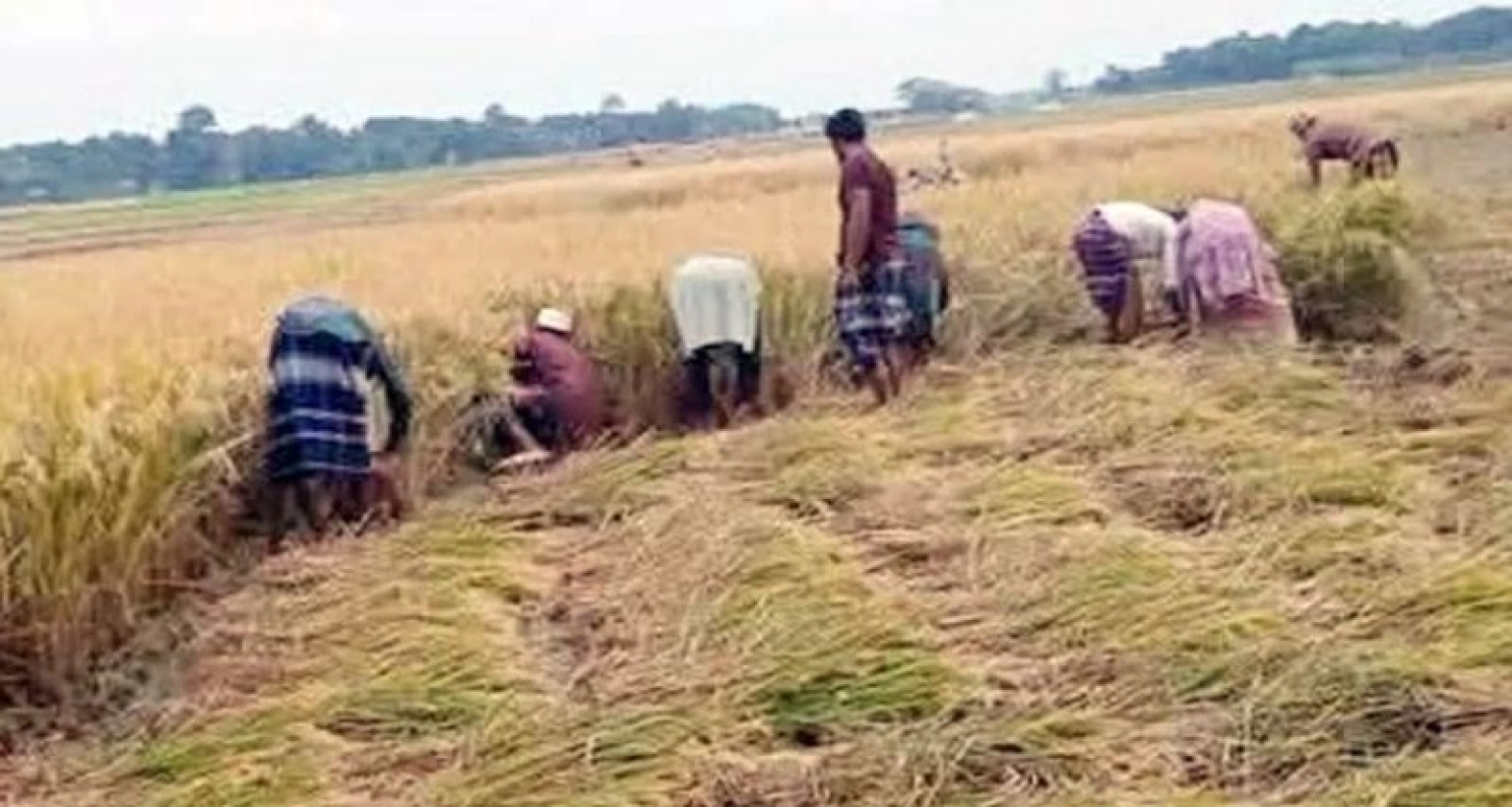 দরিদ্র অসহায় কৃষকদের জমির ধান কেটে বাড়িতে পৌঁছে দিচ্ছে জামায়াতের নেতাকর্মীরা