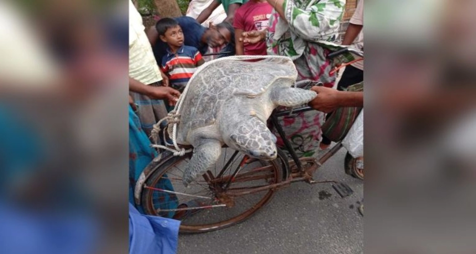 বিশাল এক কচ্ছপ ধরা পড়ল ইছামতি নদীতে
