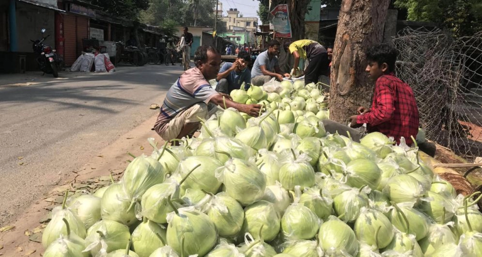দেড় কেজি ওজনের এক লাউ সাড়ে ৩ টাকা!
