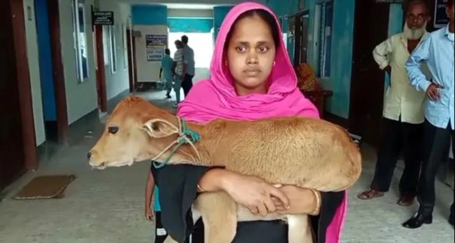 গাভি নিয়ে গেছে পাওনাদার, বাছুর কোলে আদালতে নারগিস আক্তার