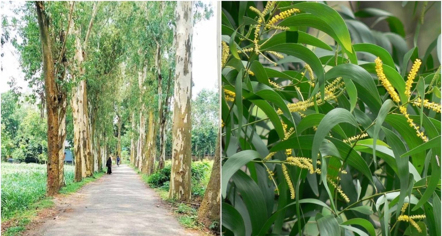 ইউক্যালিপটাস ও আকাশমনি গাছ রোপণ-বিক্রি নিষিদ্ধ
