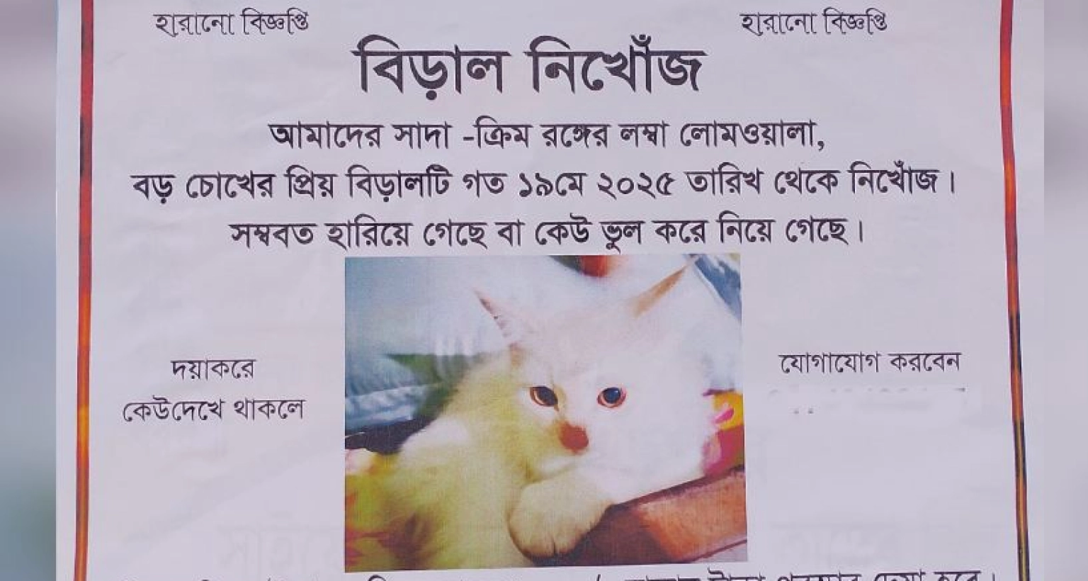 হারিয়ে যাওয়া বিড়াল খুঁজে পেতে পুরস্কার ঘোষণা