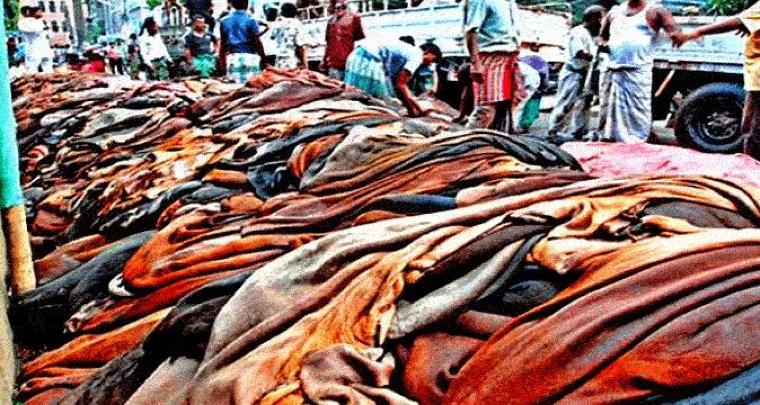 কাঁচা চামড়া ইস্যুতে যে সিদ্ধান্ত নিল সরকার