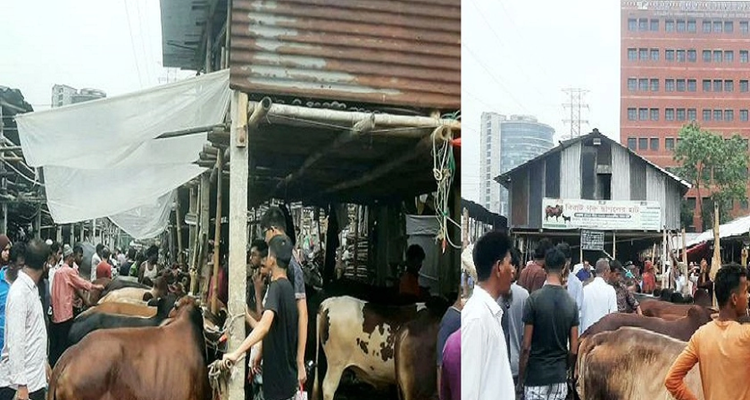 কমতে কমতে আজ রাজধানীতে কোরবানির গরুর দাম কত হলো জানেন?