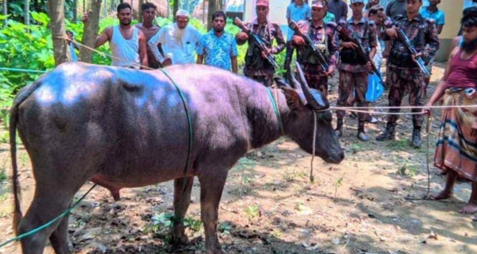 দৌড়ে ভারতে ঢুকে পড়ে কোরবানির মহিষ, অতঃপর যা ঘটলো