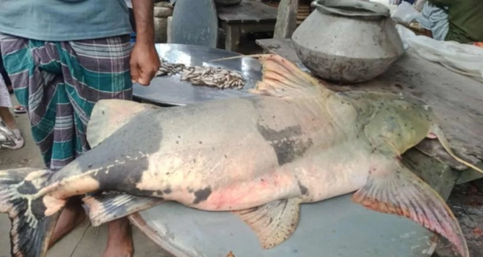 ৬২ হাজার টাকায় বিক্রি হলো বরশিতে ধরা পড়া এই মাছটি!