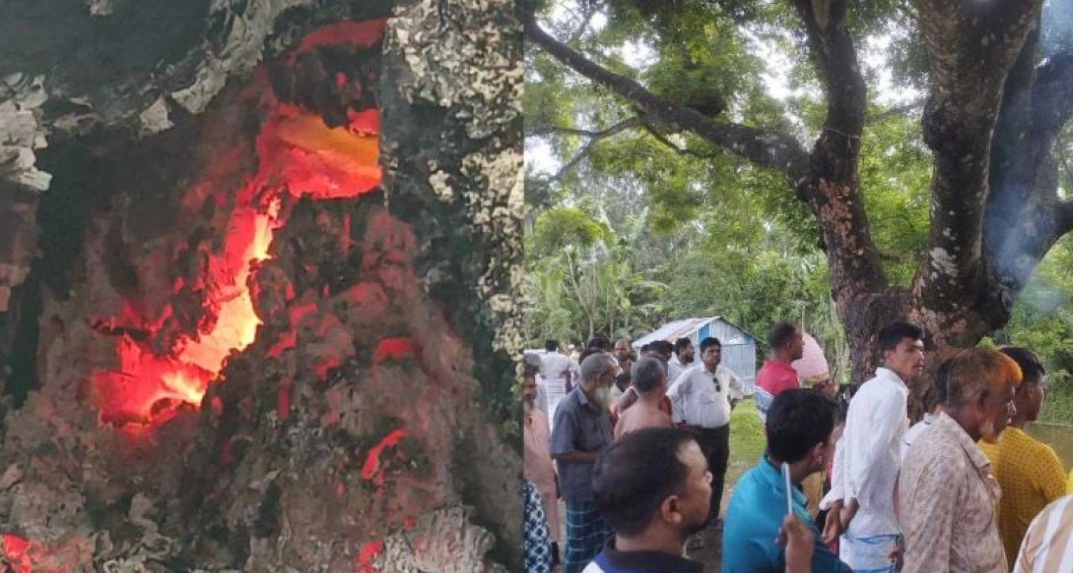 ‘ভুতুড়ে’ আগুন জীবন্ত গাছে, ধোঁয়া বের হচ্ছে ডাল দিয়ে!