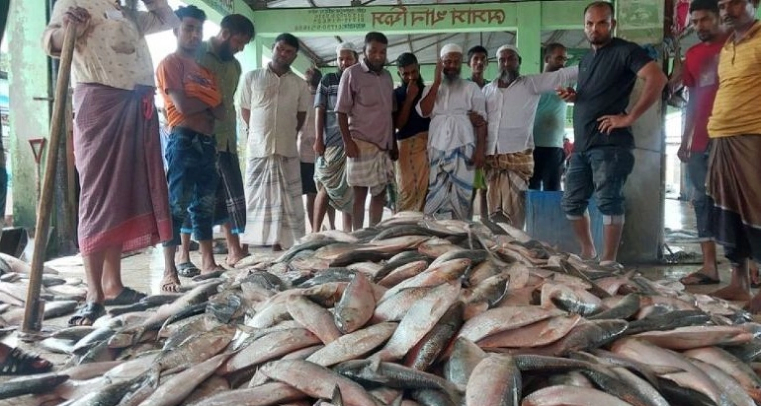 জাল ফেলতেই উঠে এসেছে ঝাঁকে ঝাঁকে রুপালি ইলিশ!