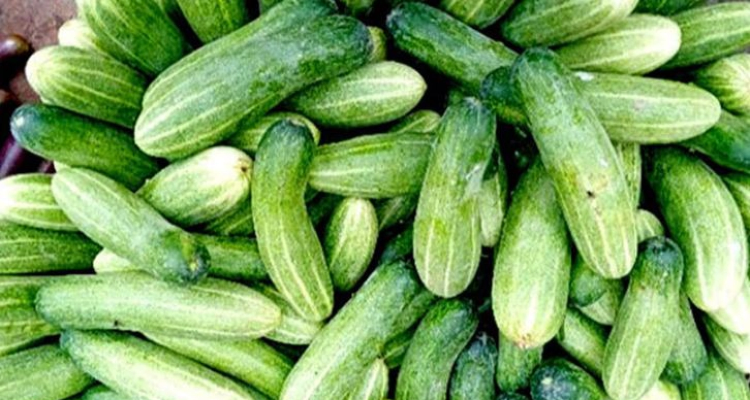 দাম বেড়ে রাজধানীতে হঠাৎ শসার কেজি কত হলো জানেন?