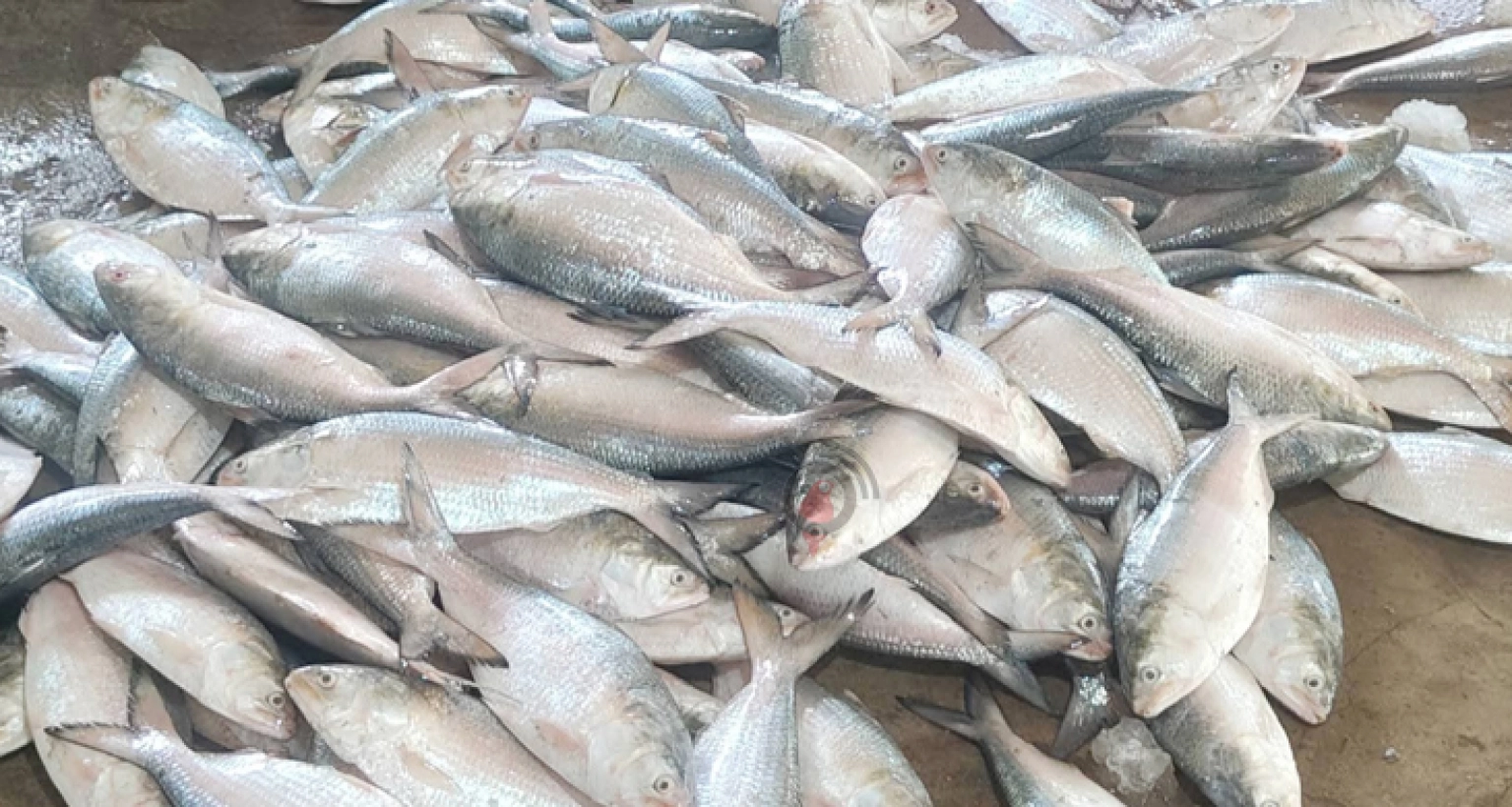 সাগরে ঝাঁকে ঝাঁকে ধরা পড়ছে বড় ইলিশ