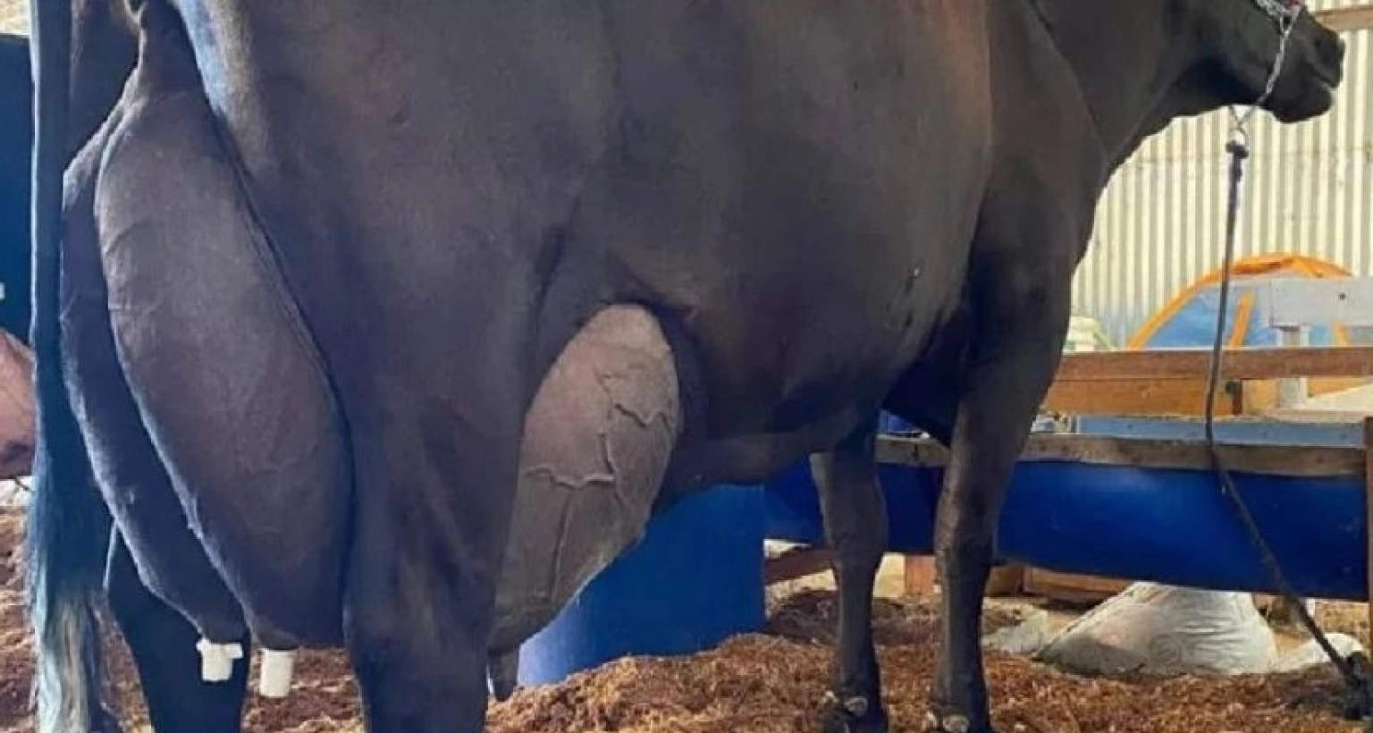 জিরোল্যান্ডো জাতের এই গরুটি দিনে ১২০ লিটার দুধ দিয়েছে