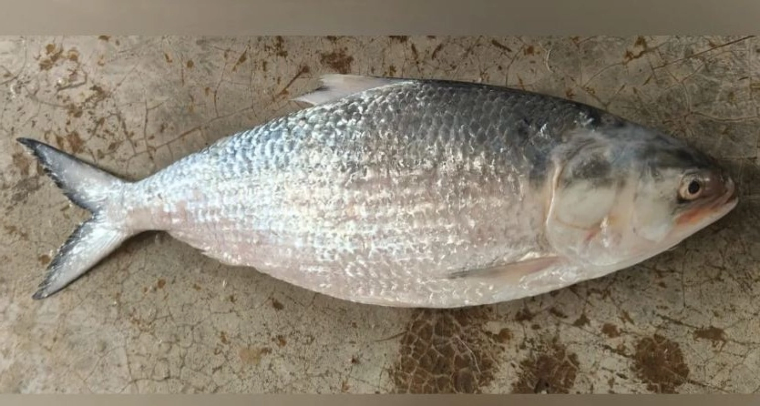 ৬ হাজার টাকায় বিক্রি হলো একটি ইলিশ