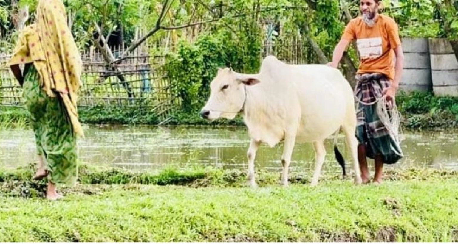 গরুর সাহায্যে চলাফেরা করেন অন্ধ কাজেম আলী!