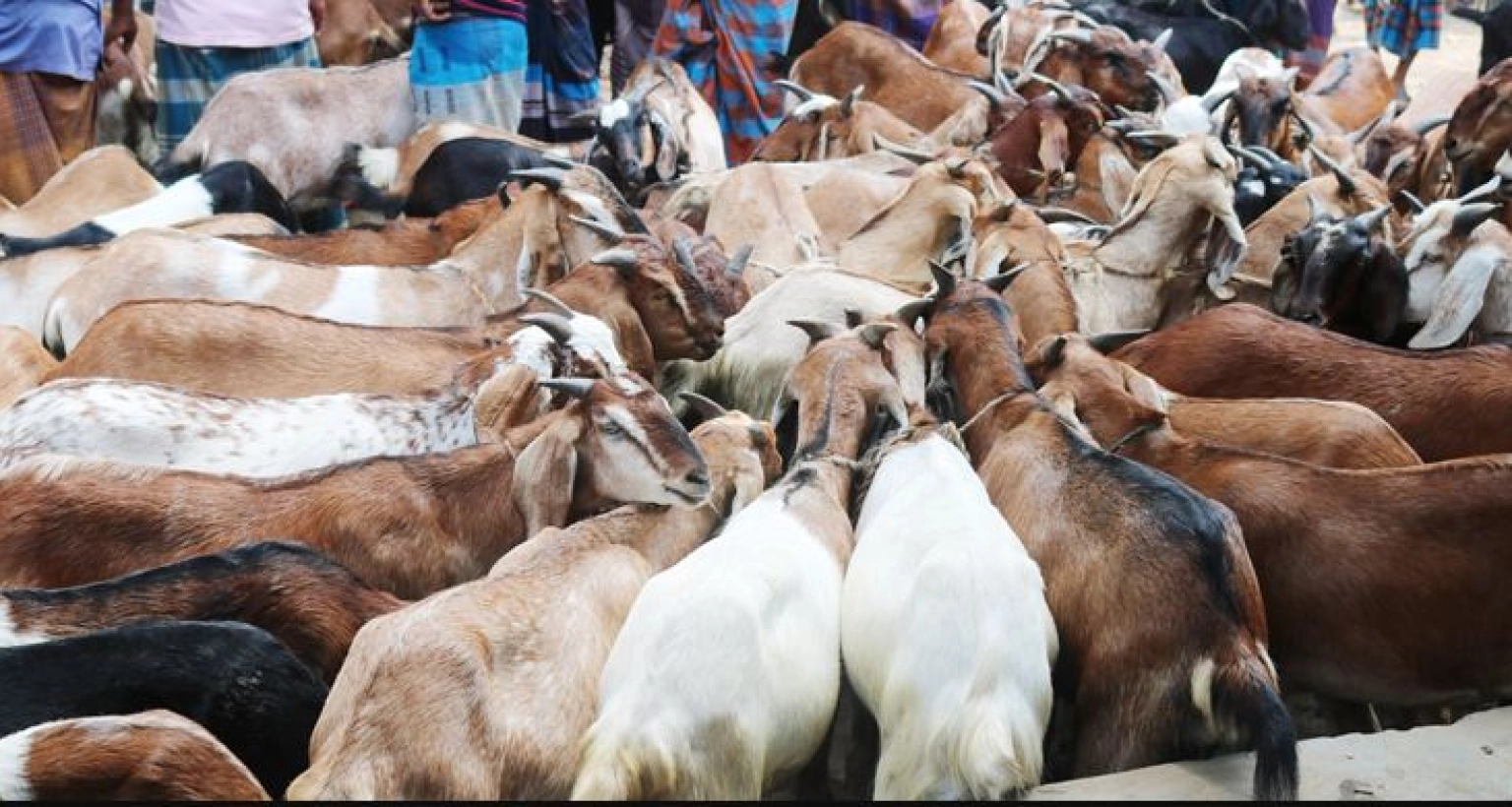 সহজেই লাভবান হওয়া যায় যে ছাগল পালনে