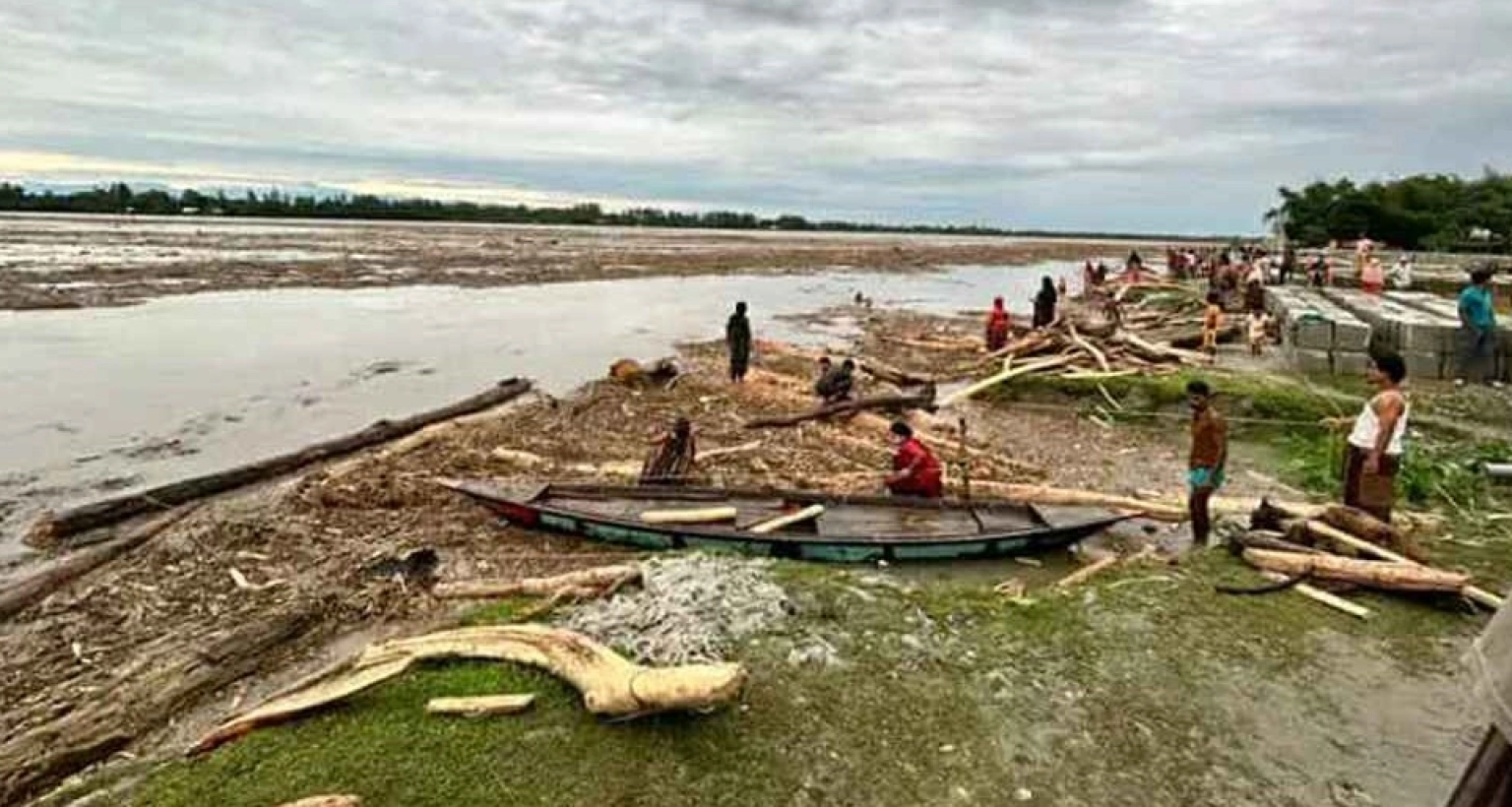 নদীতে ভেসে আসছে হাজার হাজার গাছের গুঁড়ি