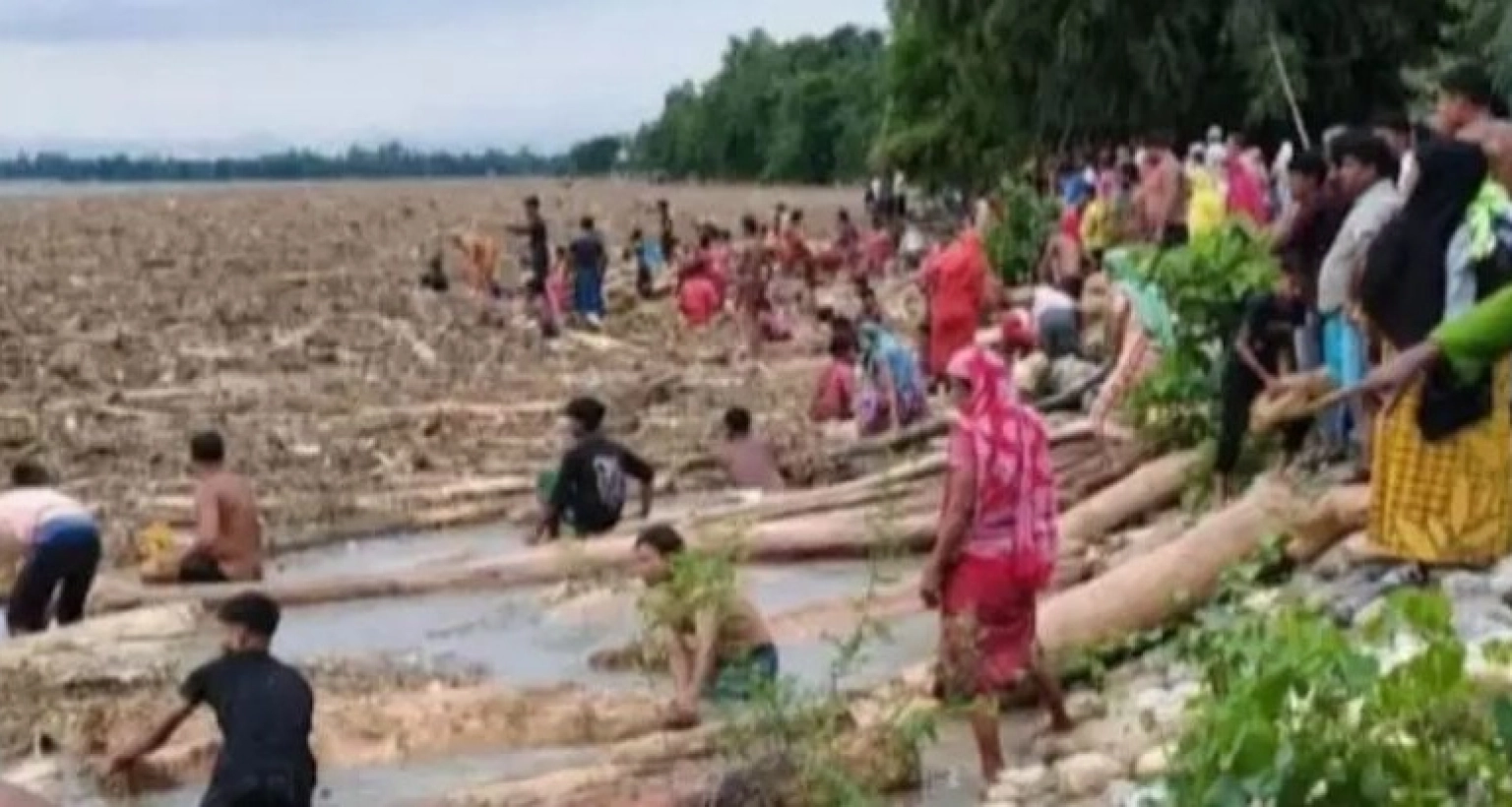 ভারত থেকে বাংলাদেশে ভেসে আসছে গাছসহ হাজার হাজার গাছের গুঁড়ি!