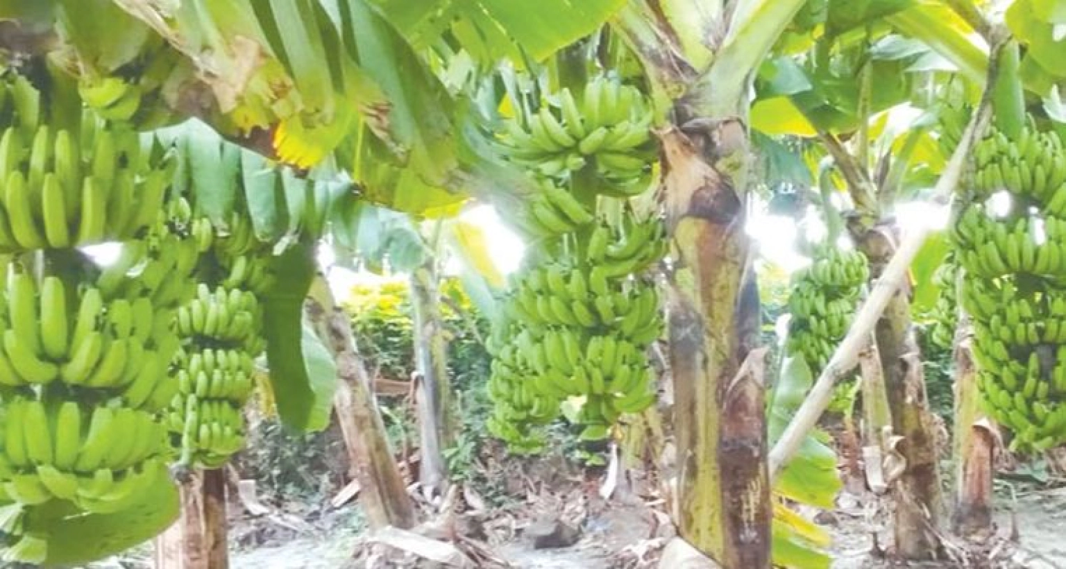 বাম্পার ফলন হবে যেভাবে কলা চাষ করলে