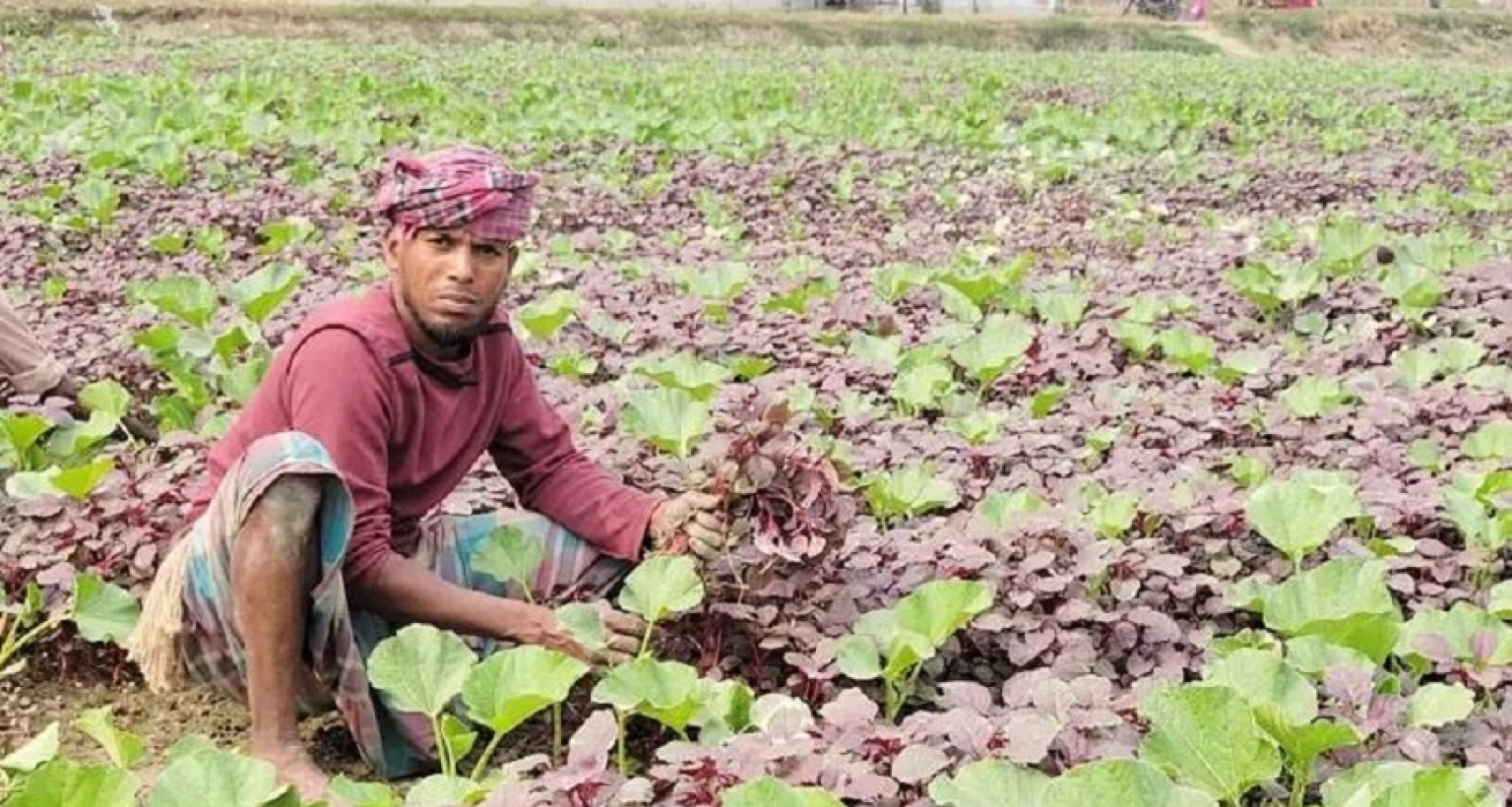 অসচ্ছল মালিক ও প্রান্তিক কৃষকদের জন্য বড় সুখবর  অসচ্ছল মালিক ও প্রান্তিক কৃষকদের জন্য বড় সুখবর