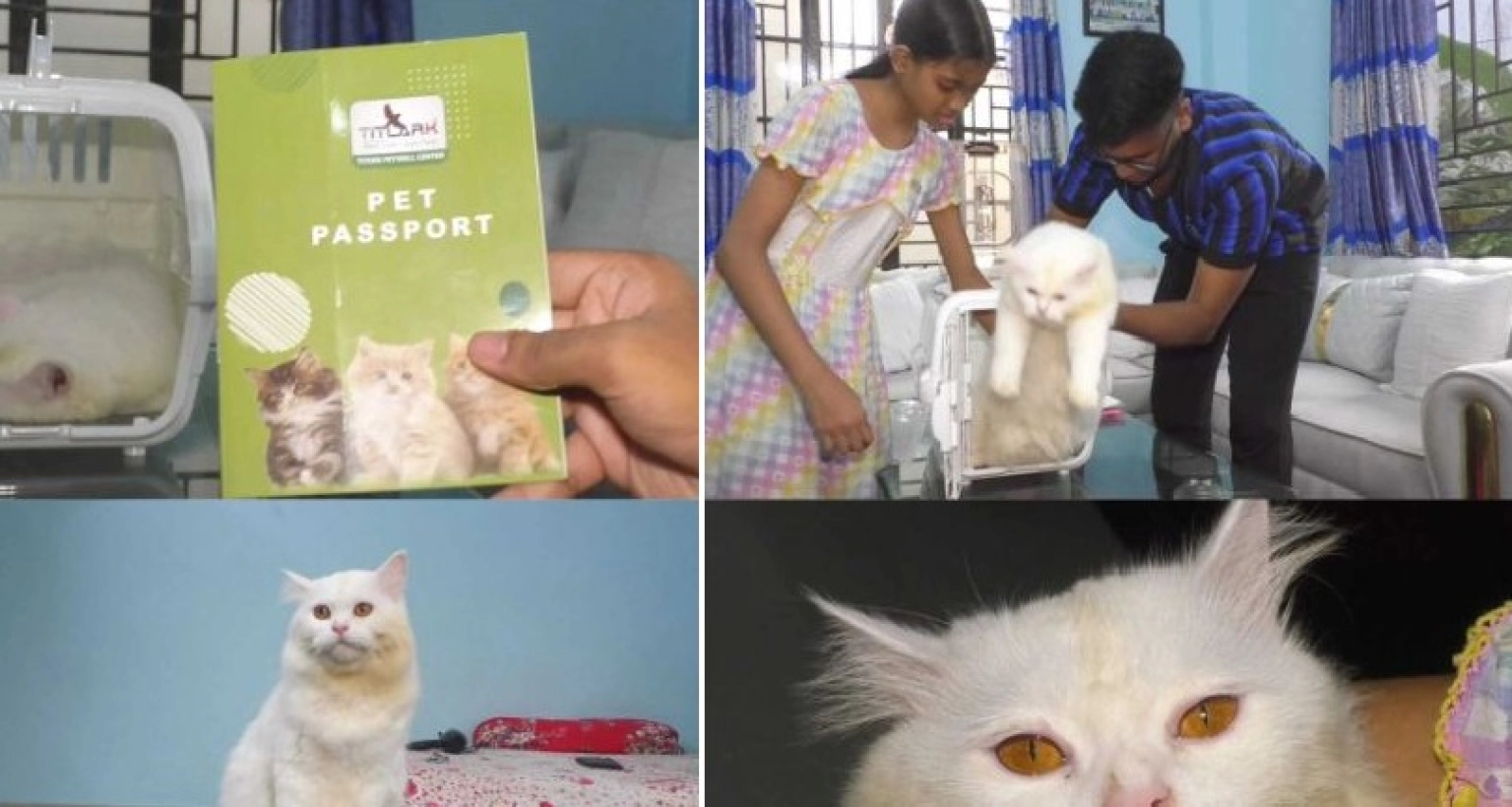 প্রথমবারের মতো এক পোষা বিড়াল যাচ্ছে ইতালিতে, করা হয়েছে পাসপোর্ট