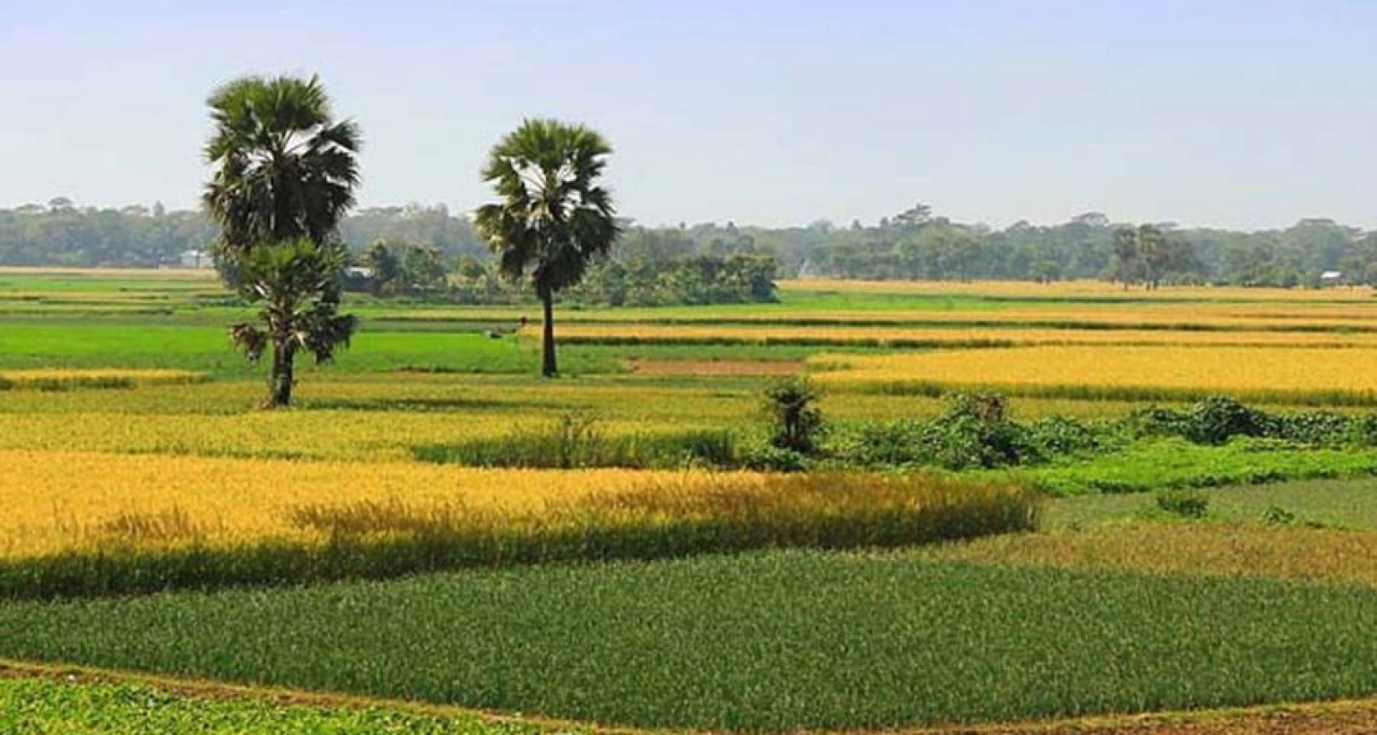 সম্পূর্ণভাবে নিষিদ্ধ ৬ শ্রেণির জমি বিক্রি