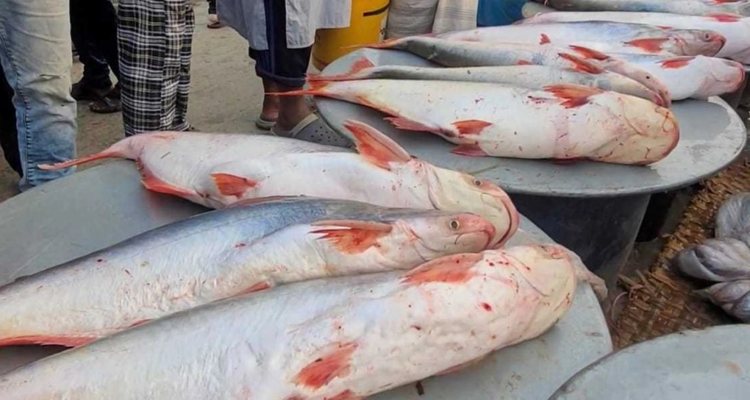 একেকটি মাছের আকার দেখে বিস্মিত হচ্ছেন সবাই!