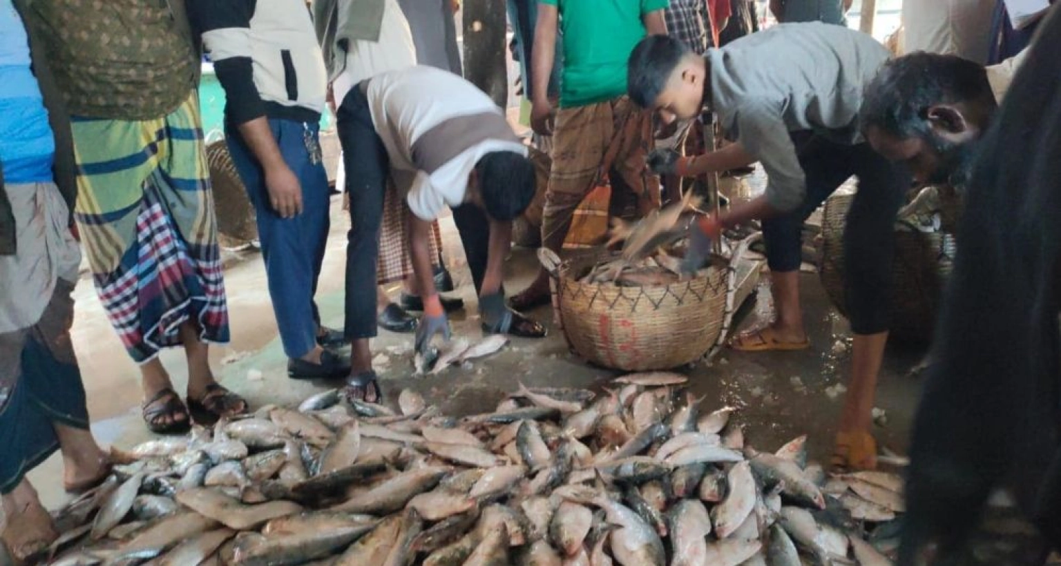 এক টানেই ১৮ হাজার ইলিশ ধরা পড়েছে জালে