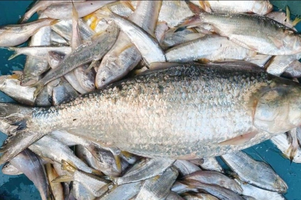 ১২ হাজার টাকায় বিক্রি হলো একটি ইলিশ মাছ!