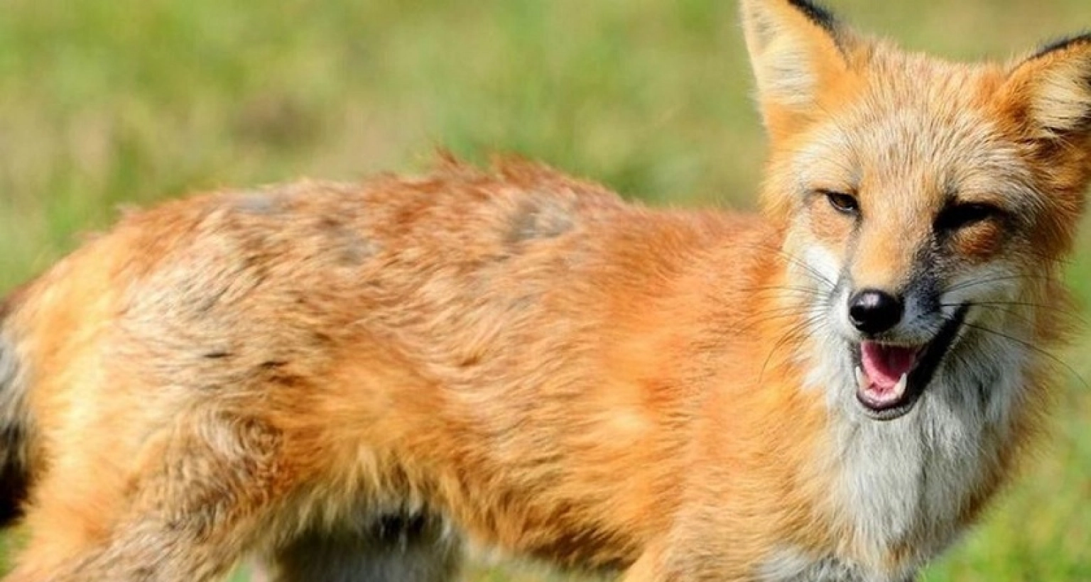 দুই বছরের শিশুকে বাড়ির উঠান থেকে নিয়ে গেল শিয়াল!