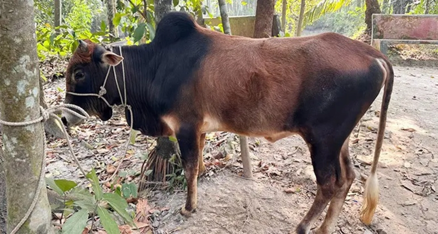 খালেদা জিয়ার সুস্থতা কামনায় বিএনপি নেতার গরু সদকা