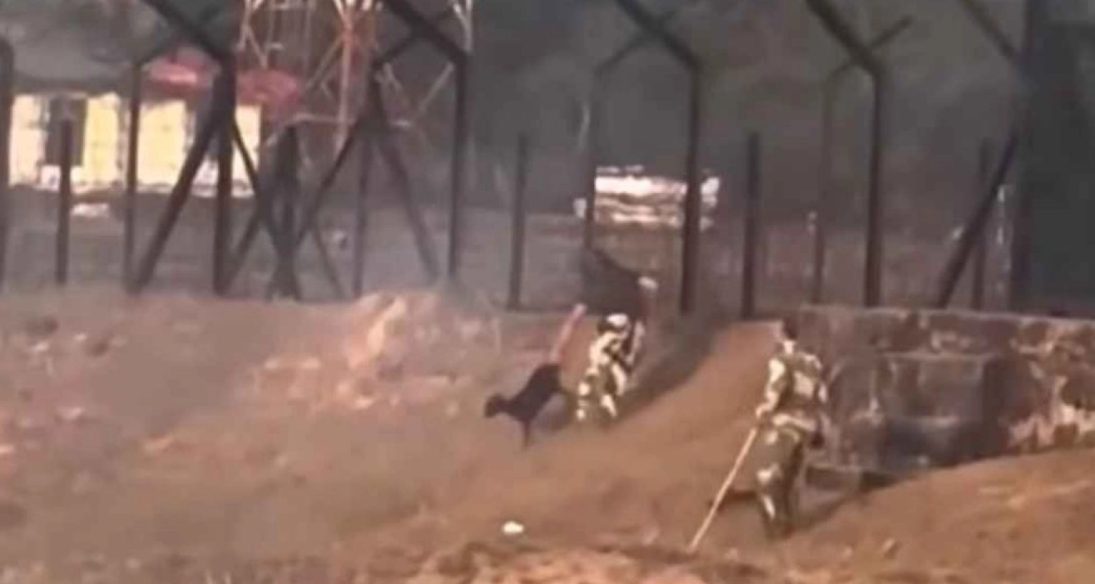 বাংলাদেশ-সীমান্ত-থেকে-ছাগল-চুরি-করে-নিয়ে-গেল-ভারতীয়-বিএসএফ-