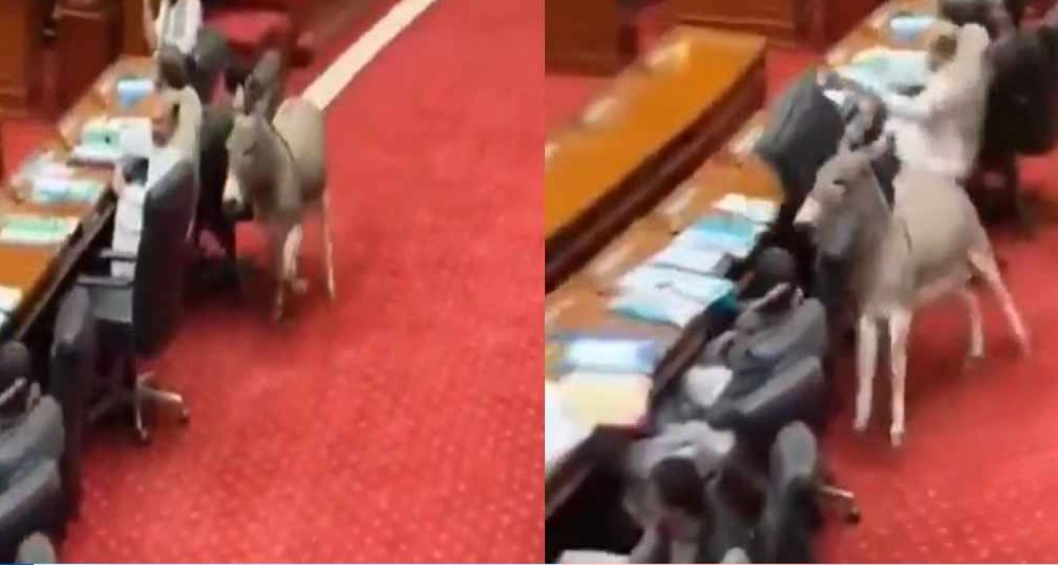 সংসদের ঢুকে পড়লো গাধা, জানা গেল আসল সত্যিটা