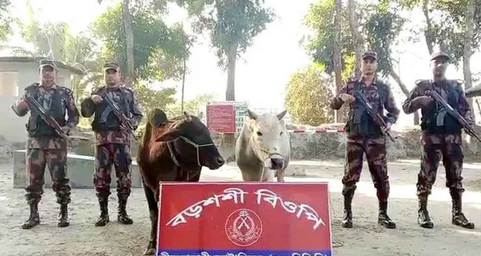 সীমান্তে অভিযান চালিয়ে ভারতের ৩ গরু আটক করল বিজিবি
