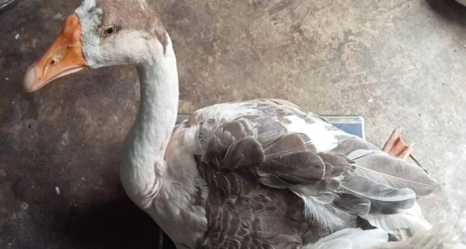 কিস্তির টাকা না পেয়ে গৃহস্থের হাঁস নিয়ে গেলেন এনজিও কর্মী!