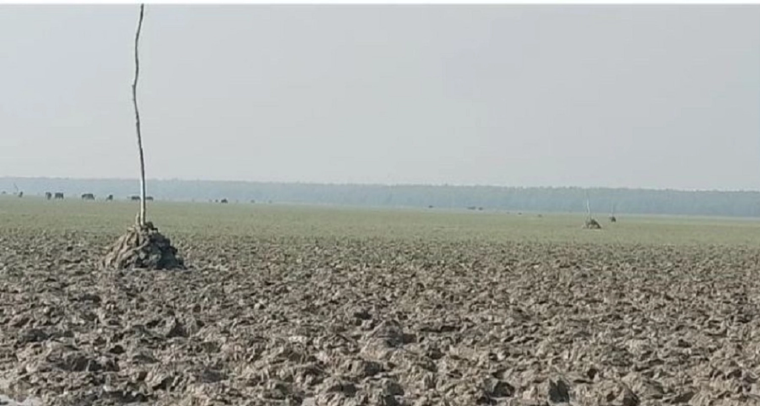 বাংলাদেশে যুক্ত হচ্ছে কয়েক হাজার একর নতুন ভূমি!