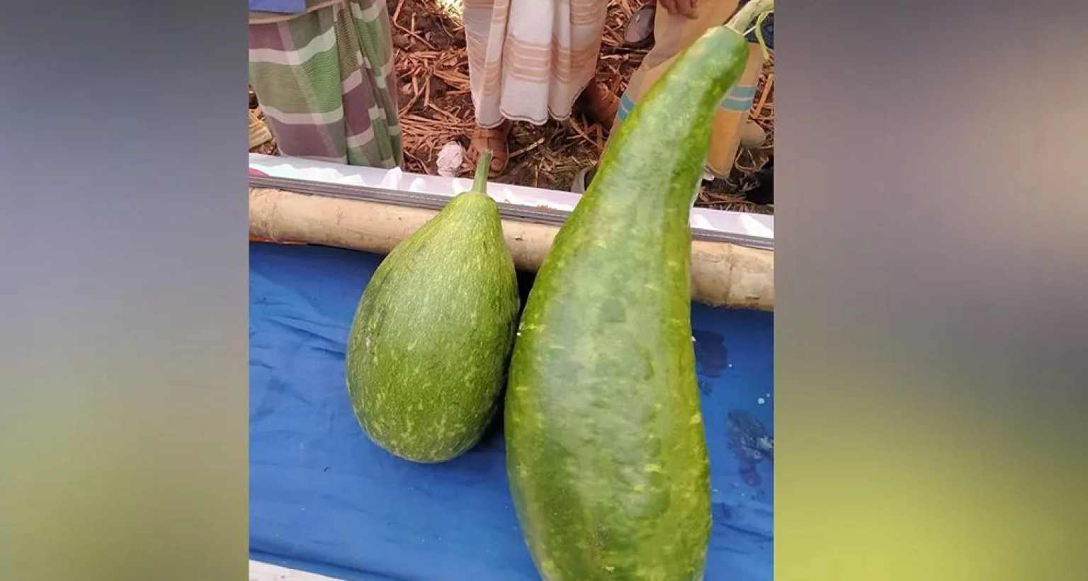 এক জোড়া লাউ বিক্রি হলো ১৮ হাজার টাকায়