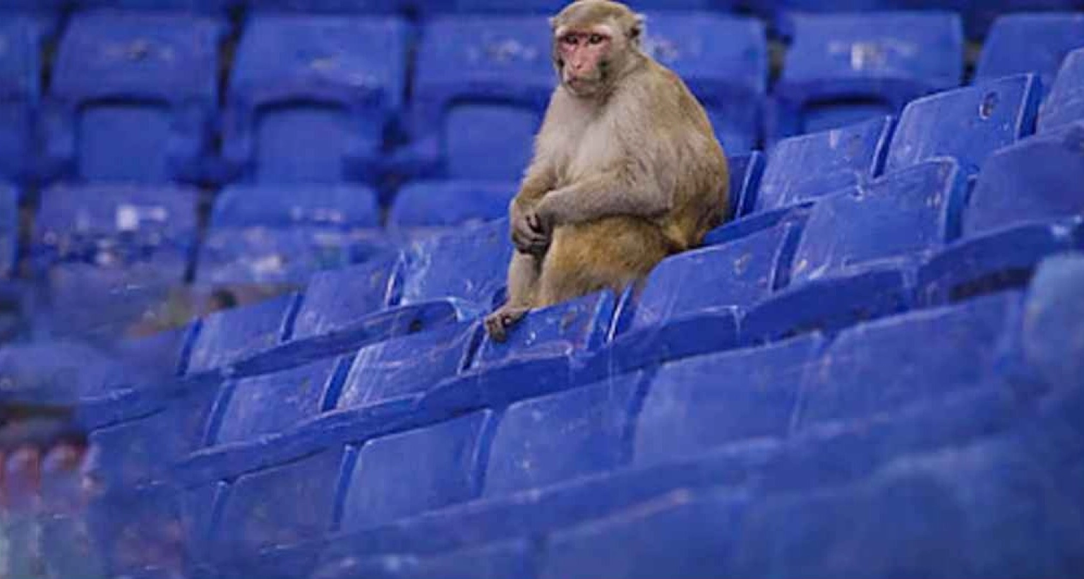 ফাঁকা-গ্যালারিতে-দর্শক-সিটে-বসে-খেলা-দেখছে-বানর