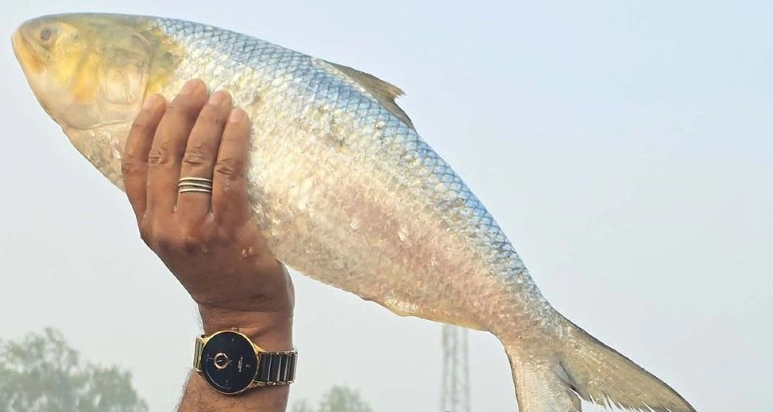 ১০ হাজার টাকায় বিক্রি হলো একটি ইলিশ!